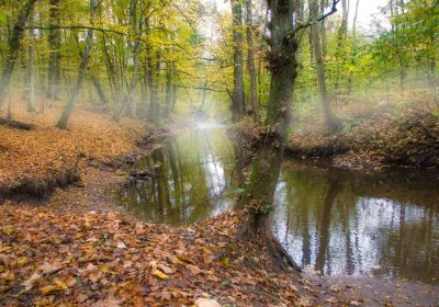 Nebel
